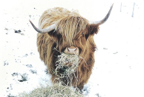 Fran the higland cow